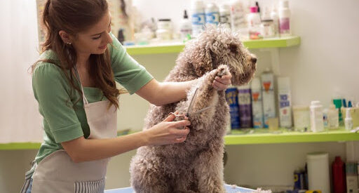 Dog Grooming